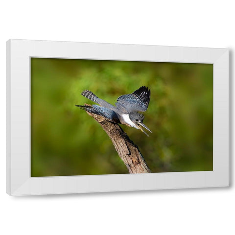 Ringed Kingfisher-Megaceryle torquata-male White Modern Wood Framed Art Print by Ditto, Larry