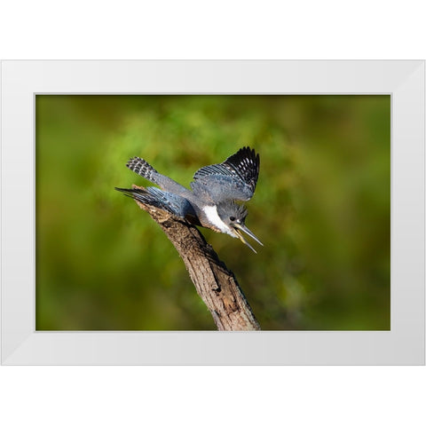 Ringed Kingfisher-Megaceryle torquata-male White Modern Wood Framed Art Print by Ditto, Larry