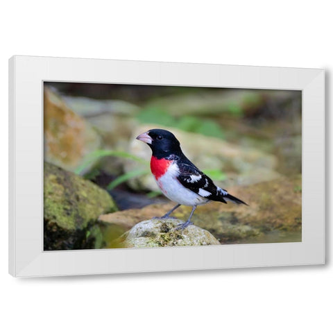 Rose-breasted Grosbeak-Pheucticus ludovicianus-perched White Modern Wood Framed Art Print by Ditto, Larry
