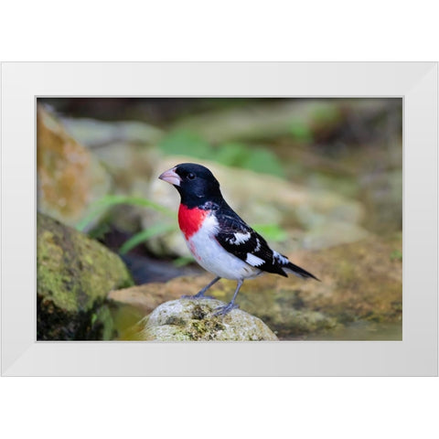 Rose-breasted Grosbeak-Pheucticus ludovicianus-perched White Modern Wood Framed Art Print by Ditto, Larry