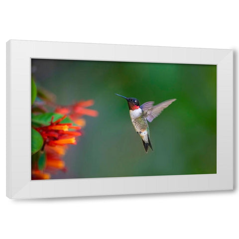 Ruby-throated Hummingbird-Archilochus colubris-flying White Modern Wood Framed Art Print by Ditto, Larry