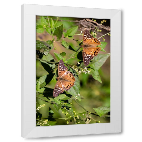 Tawny Emperor-Asterocampa clyton-sunning White Modern Wood Framed Art Print by Ditto, Larry