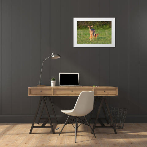 White-tailed Deer-Colinus virginianus-in grassy habitat White Modern Wood Framed Art Print by Ditto, Larry