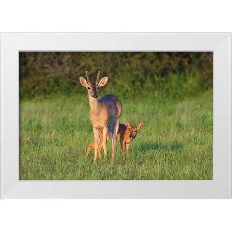 White-tailed Deer-Colinus virginianus-in grassy habitat White Modern Wood Framed Art Print by Ditto, Larry