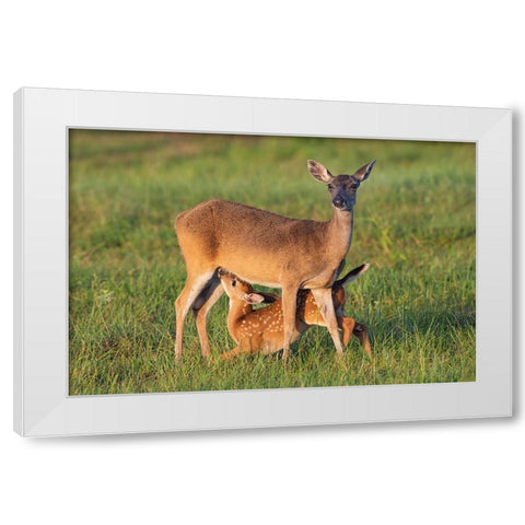 White-tailed Deer-Odocoileus virginianus-female with young White Modern Wood Framed Art Print by Ditto, Larry