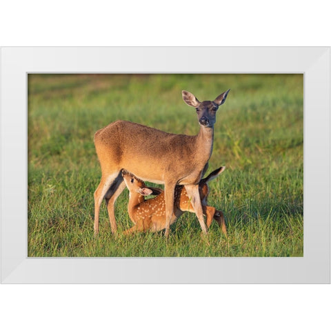 White-tailed Deer-Odocoileus virginianus-female with young White Modern Wood Framed Art Print by Ditto, Larry