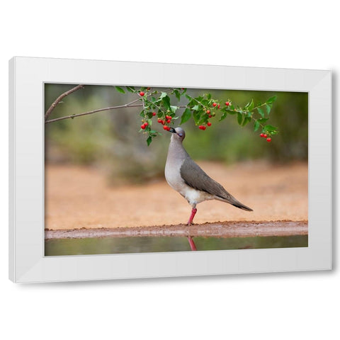White-tipped Dove-Leptotila verreauxi-feeding on Manzanita fruits White Modern Wood Framed Art Print by Ditto, Larry