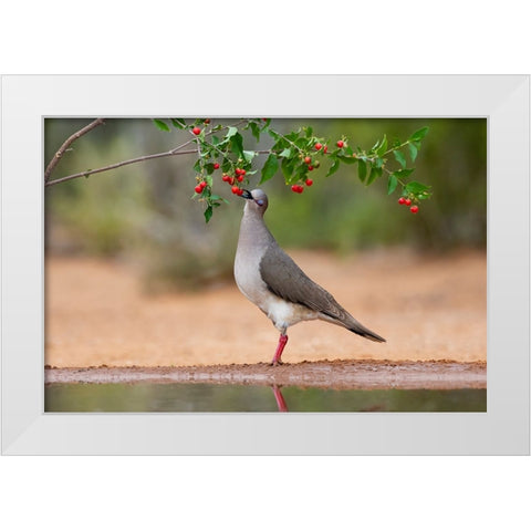 White-tipped Dove-Leptotila verreauxi-feeding on Manzanita fruits White Modern Wood Framed Art Print by Ditto, Larry