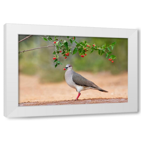 White-tipped Dove-Leptotila verreauxi-feeding on Manzanita fruits White Modern Wood Framed Art Print by Ditto, Larry