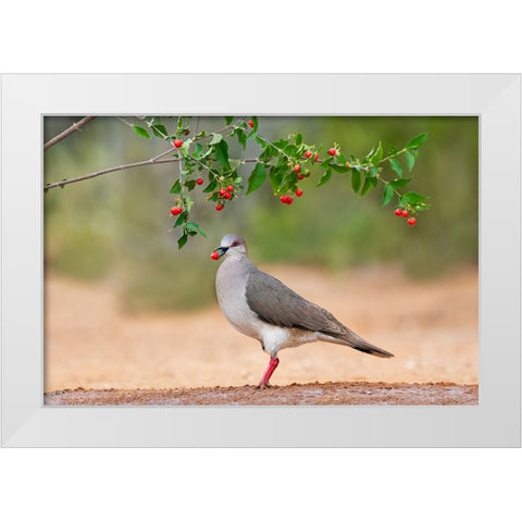 White-tipped Dove-Leptotila verreauxi-feeding on Manzanita fruits White Modern Wood Framed Art Print by Ditto, Larry
