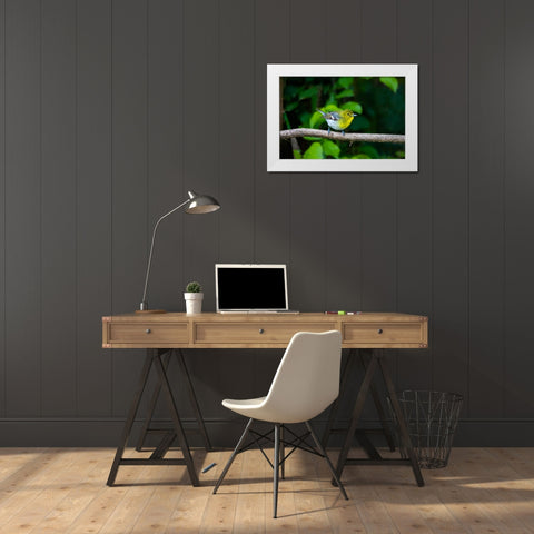 Yellow-throated Vireo-Vireo flavifrons-perched White Modern Wood Framed Art Print by Ditto, Larry