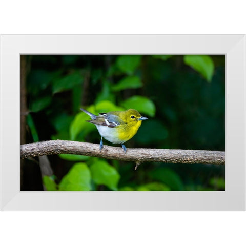 Yellow-throated Vireo-Vireo flavifrons-perched White Modern Wood Framed Art Print by Ditto, Larry