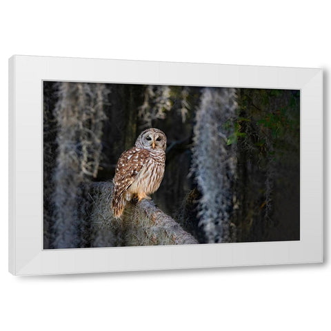 Barred owl perched in bald cypress forest with Spanish moss White Modern Wood Framed Art Print by Ditto, Larry