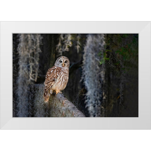 Barred owl perched in bald cypress forest with Spanish moss White Modern Wood Framed Art Print by Ditto, Larry