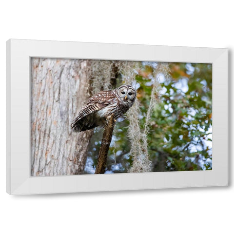 Barred owl perched in bald cypress forest with Spanish moss White Modern Wood Framed Art Print by Ditto, Larry
