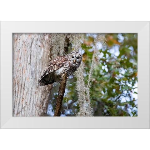 Barred owl perched in bald cypress forest with Spanish moss White Modern Wood Framed Art Print by Ditto, Larry