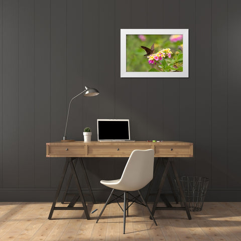 Brown longtail nectaring at lantana blooms White Modern Wood Framed Art Print by Ditto, Larry