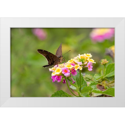 Brown longtail nectaring at lantana blooms White Modern Wood Framed Art Print by Ditto, Larry