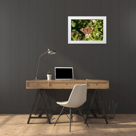 Common buckeye butterfly nectaring White Modern Wood Framed Art Print by Ditto, Larry