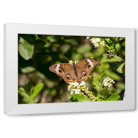 Common buckeye butterfly nectaring White Modern Wood Framed Art Print by Ditto, Larry