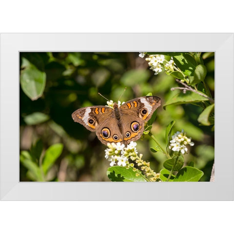 Common buckeye butterfly nectaring White Modern Wood Framed Art Print by Ditto, Larry