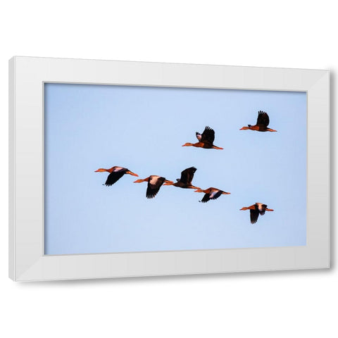 Black-bellied whistling duck in flight White Modern Wood Framed Art Print by Ditto, Larry