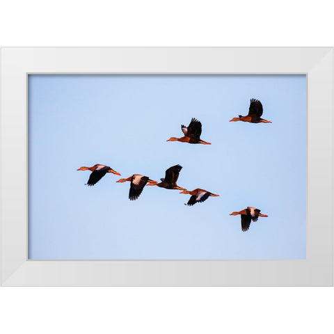 Black-bellied whistling duck in flight White Modern Wood Framed Art Print by Ditto, Larry