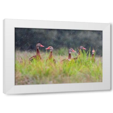 Black-bellied whistling duck in flight White Modern Wood Framed Art Print by Ditto, Larry