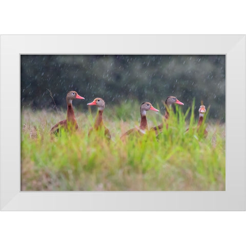 Black-bellied whistling duck in flight White Modern Wood Framed Art Print by Ditto, Larry