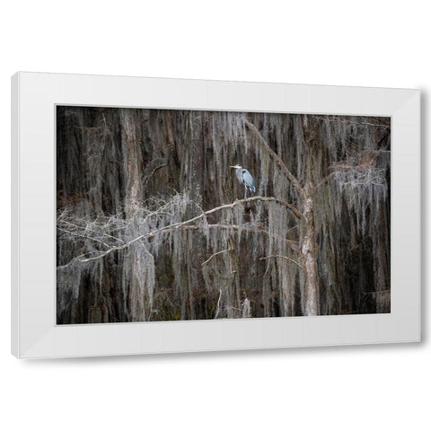 Great blue heron in bald cypress forest White Modern Wood Framed Art Print by Ditto, Larry