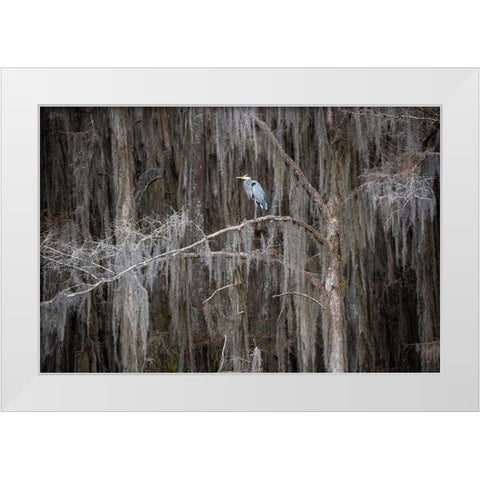 Great blue heron in bald cypress forest White Modern Wood Framed Art Print by Ditto, Larry