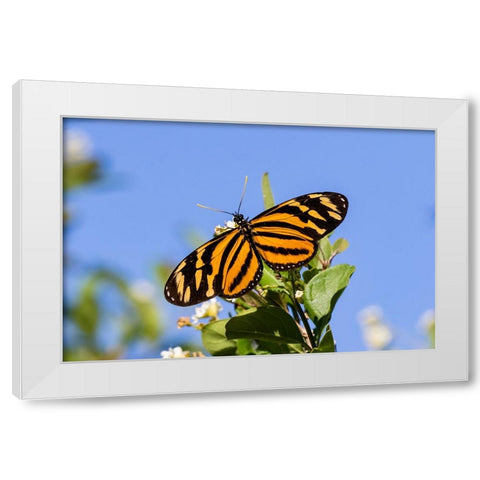 Isabellas Heliconian nectaring White Modern Wood Framed Art Print by Ditto, Larry