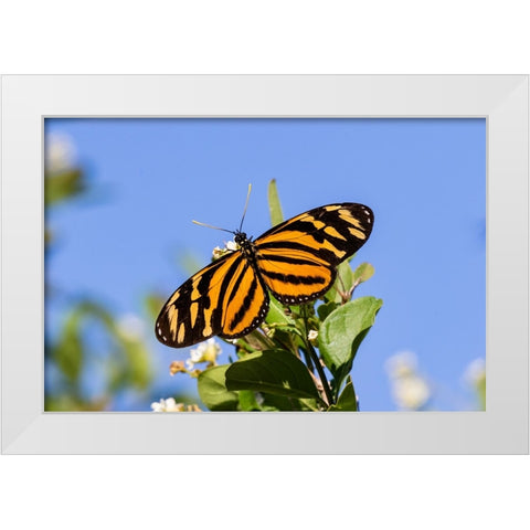 Isabellas Heliconian nectaring White Modern Wood Framed Art Print by Ditto, Larry