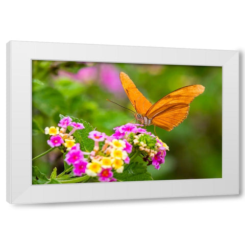 Julia Heliconian nectaring at lantana flowers White Modern Wood Framed Art Print by Ditto, Larry