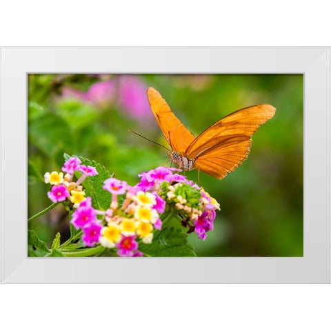 Julia Heliconian nectaring at lantana flowers White Modern Wood Framed Art Print by Ditto, Larry