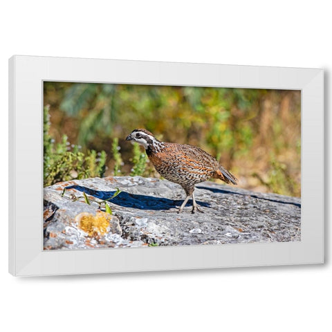 Northern bobwhite male on rock White Modern Wood Framed Art Print by Ditto, Larry