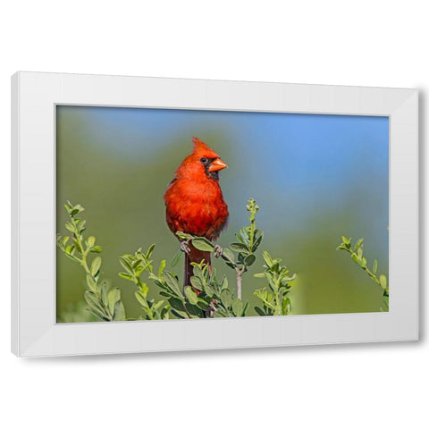 Northern cardinal- male perched in Texas Persimmon bush- southwest Texas. White Modern Wood Framed Art Print by Ditto, Larry