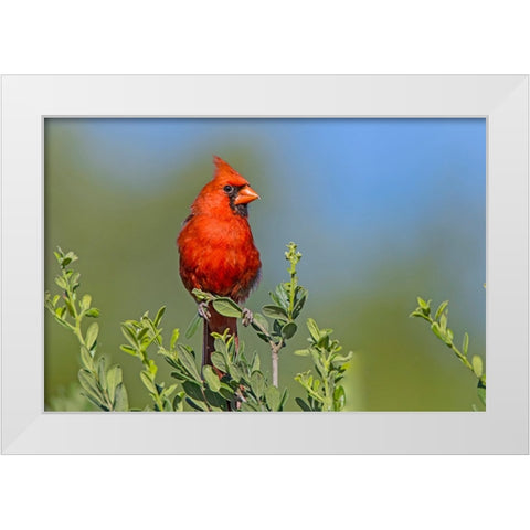 Northern cardinal- male perched in Texas Persimmon bush- southwest Texas. White Modern Wood Framed Art Print by Ditto, Larry