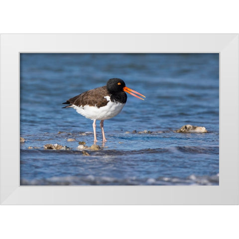American oystercatcher on oyster reef White Modern Wood Framed Art Print by Ditto, Larry