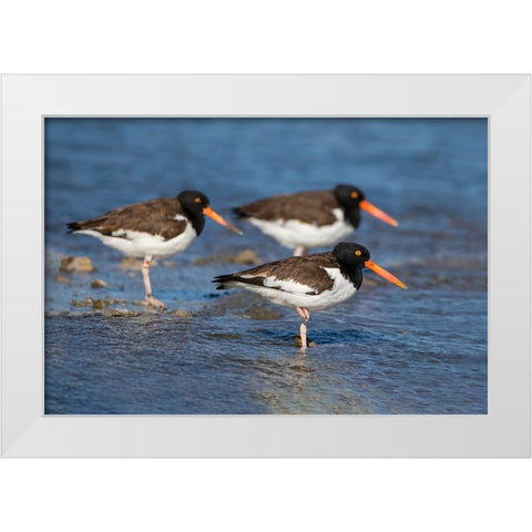 American oystercatcher on oyster reef White Modern Wood Framed Art Print by Ditto, Larry