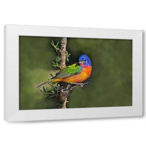 Painted bunting foraging in brush country near the Rio Grande- Texas. White Modern Wood Framed Art Print by Ditto, Larry