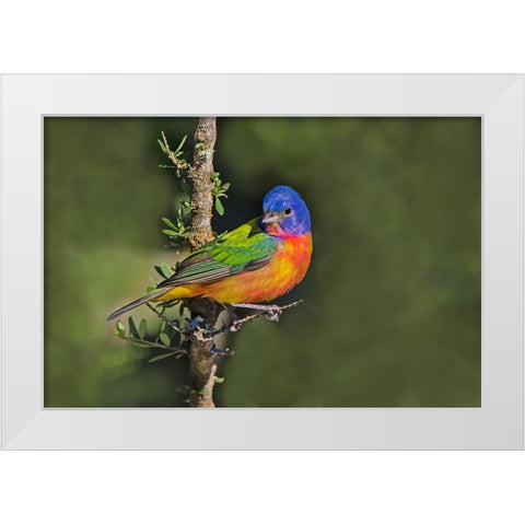 Painted bunting foraging in brush country near the Rio Grande- Texas. White Modern Wood Framed Art Print by Ditto, Larry
