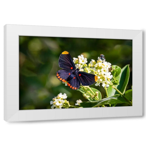 Red-bordered pixie butterfly - National Butterfly Center- Mission- Texas. White Modern Wood Framed Art Print by Ditto, Larry