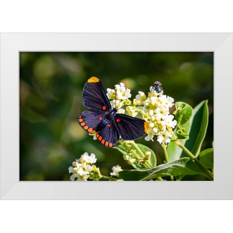 Red-bordered pixie butterfly - National Butterfly Center- Mission- Texas. White Modern Wood Framed Art Print by Ditto, Larry