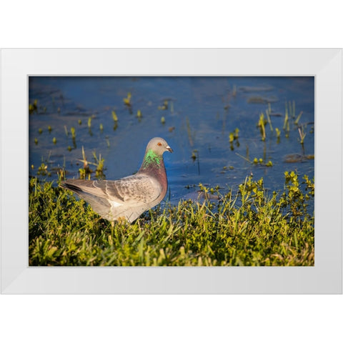 Rock dove drinking White Modern Wood Framed Art Print by Ditto, Larry