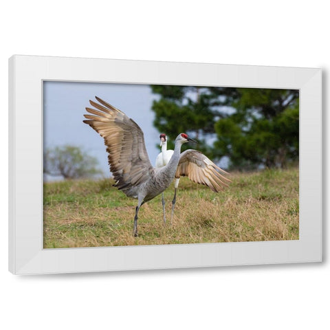 Whooping crane chasing Sandhill crane- Texas coast White Modern Wood Framed Art Print by Ditto, Larry