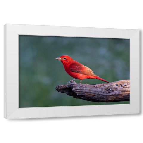 Summer tanager male drawn to dripping water White Modern Wood Framed Art Print by Ditto, Larry
