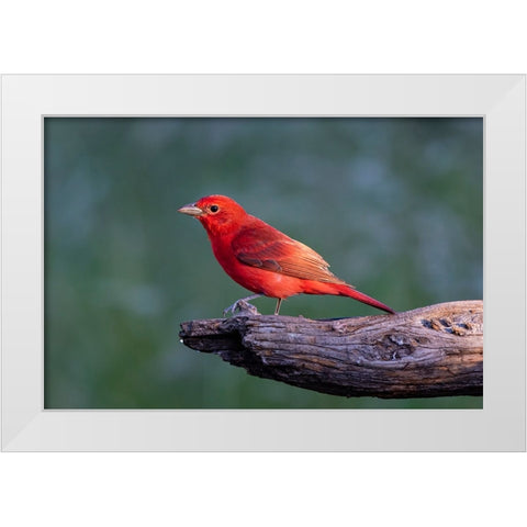 Summer tanager male drawn to dripping water White Modern Wood Framed Art Print by Ditto, Larry