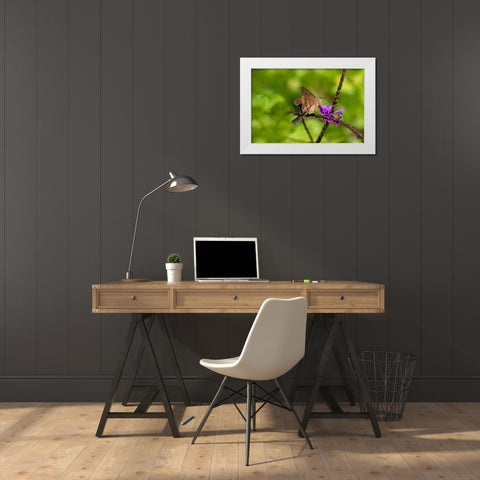 Teleus longtail butterfly nectaring in flower garden White Modern Wood Framed Art Print by Ditto, Larry