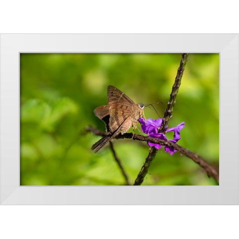 Teleus longtail butterfly nectaring in flower garden White Modern Wood Framed Art Print by Ditto, Larry
